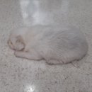 오태동물병원 이미지