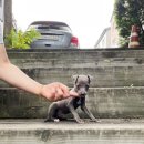 착한애견분양(원주점) 이미지