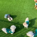 플레이멍 광주애견유치원&애견호텔 이미지