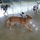 쪼꼬네유치원2 이미지