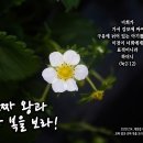 PICTURE&TEXT_20231224_누가복음 2장 12절_진짜 왕과 진짜 복을 보라!_대림절 네 번째 주일 묵상_밀양시 양림간 딸기 이미지