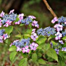 흑진주목장 이미지