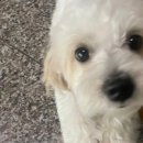 아띠펫살롱 이미지