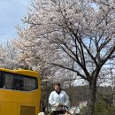 씨유용인이동천리점 | 2026.04.05 기준 용인 처인구 벚꽃 후기｜개화 상황 완전히 다른 현실 (강아지 산책&amp;드라이브 코스 추천)