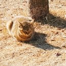 냥플레이스 이미지