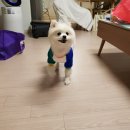 아모르켄넬 | 2018케이펫 페어 일산 후기