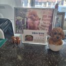 보들이쭈꾸미 이미지