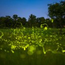 반딧불이 이미지