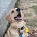 부산펫렛펫택시 이미지