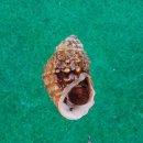 [우리땅,우리생물] 토종 민물고둥 ‘염주알다슬기’(세계일보) / [빛명상] ​우리꽃과 우리의 토종 / 갈 곳 잃은 토종 텃새들 이미지