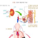 신장 전문의가 이야기하는 콩팥 콩팥 신장에 안좋은 습관 및 신장이 보내는 신호 이미지