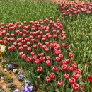 송이패션 | 튤립 한 송이 한 송이가 그려낸 풍경 속에서 🌷