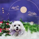 마을애견 이미지