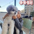 몽몽하나 | 원주 아이랑 가볼만한 곳｜강아지랑 함께한 야외 천연잔디 원주애견카페 몽몽정원 솔직후기