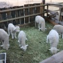 발산목장 이미지