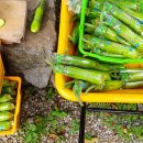 노내골농장 이미지