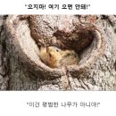 클리셰