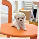 강아지분양 애견분양 퍼피플라워 중랑점 | 중랑구푸들분양 퍼피에몽 후기