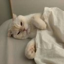 깨순이 김밥 이미지