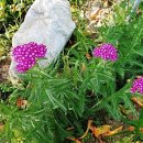 화원농장3 이미지