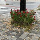 UR(인천광역시 미추홀구)-18[매소홀로]-하-18 | 가을 가을 가을이 왔어요 🍂