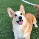 윤선생애견훈련소 이미지