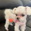 더웃개 | [상동 애견미용] 반이의 강아지 미용 땡깡 기록 : 부천 상동 강아지미용 더웃개(The웃개) 미용 후기 :)
