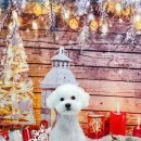 비숑다움 이미지