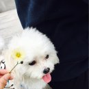 꽃개