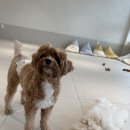 바나개 애견유치원 호텔 이미지