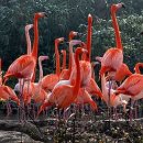 플라밍고 이미지