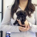 하쿠애견샵 | 대구강아지분양후기 풍성한 한가위 되세요!