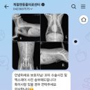 계절엔 동물의료센터 | 10살 꼬미 스케일링 받았어요 / 계절엔동물의료센터 / 검사, 흡입마취, 스케일링 / 비용
