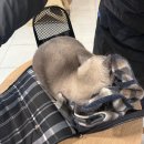 스타메디타워 | [안산고양이스파] 안산 유일 고양이 전용 호텔 &lt;슈슈캣&gt;에서 무마취 고양이 목욕 및 스파 후기 🐈