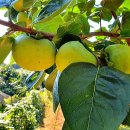 농업회사법인 유한회사 우리농장 이미지