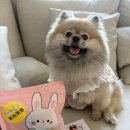 여시까까 | 강아지수제간식 여시까까 두부메추리오븐말이 후기