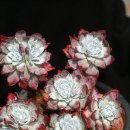 Dudleya farinosa- 'POWDERY DUDLEYA' - 마감이야요 - 이미지