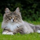 고양이숲 이미지