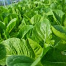 동네농장(2) 이미지