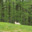 강릉목장 | [강릉•양양/여행/셋째날2] 대관령 양떼목장 🐑🐑🐑 강릉여행 양떼목장 후기