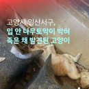 고양이나무