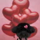 누누띠네 이미지