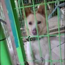 두리비어 이미지