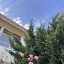 장수골길(와룡면) 이미지