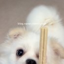 클로버덴탈 | 강아지 덴탈스틱 추천! 오베르 강아지기능성껌 먹여본 리얼 후기