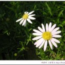 쑥부쟁이 이미지