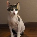 파주고양이 미용실 이미지