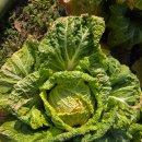 승모농장 이미지