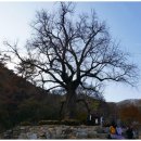 말하는은행나무 이미지