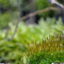 월봉축사 이미지